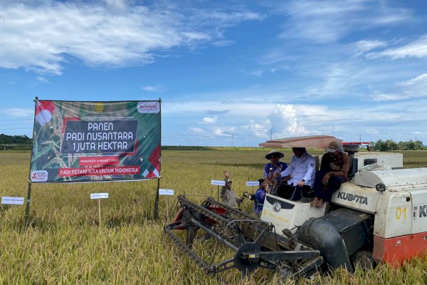 Bupati Pangkep Yusran Panen Padi di Mandalle