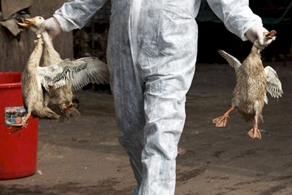 Siaga Penyebaran Flu Burung, Bandara Ngurah Rai Perketat Pengawasan Penumpang dari Luar Negeri