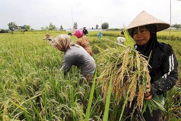 Pengamat Nilai Panen Raya Tahun Ini Berjalan Memuaskan