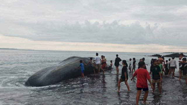 Paus Raksasa yang Sempat Terdampar Ditemukan Mati di Pantai Yeh Malet Bali