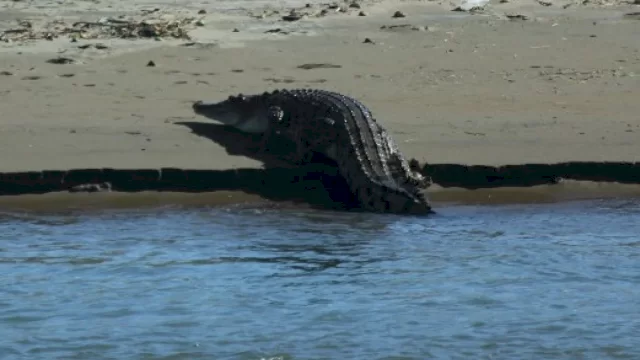 Video Viral Kemunculan Buaya di Sungai Oya Gunungkidul