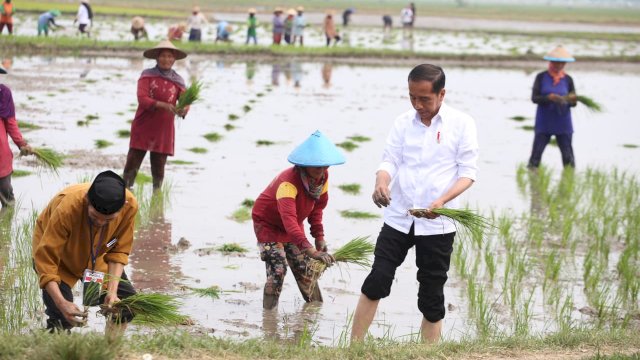 Presiden Jokowi didampingi Menteri Pertanian Syahrul Yasin Limpo, Melakukan Tanam Padi di Kabupaten Tuban.