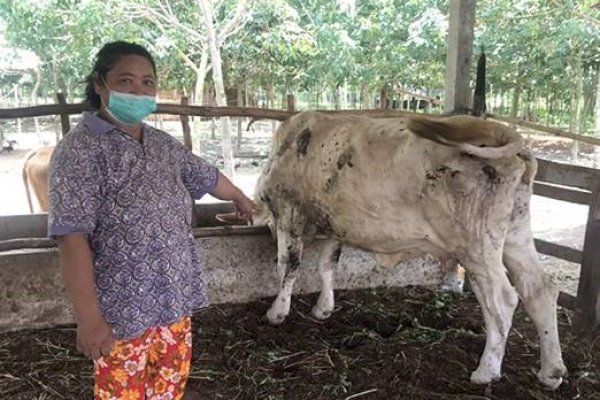 Plt Dirut RPH Ingatkan Masyarakat Waspada Penyakit Sapi Jelang Idul Qurban