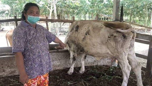 Sapi PD RPH Dilengkapi Barcode Pemeriksaan Kesehatan.(F-Humas)
