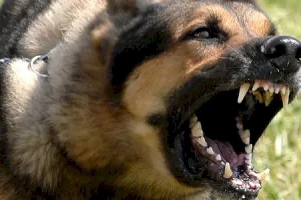 1 Warga Meninggal, Pemkab Timor Tengah Selatan NTT Tetapkan KLB Rabies