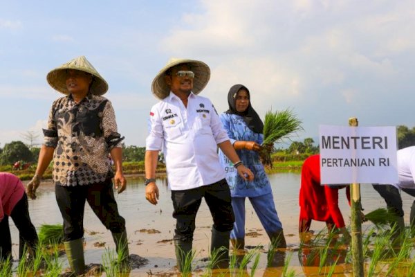 Mentan SYL Tanam Padi di Takalar, Target 1000 Hektar Setiap Musim Tiap Kabupaten