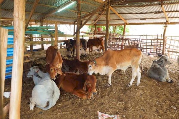 Kesehatan Sapi Kurban di RPH Makassar Terjamin, Tak Terjangkit Penyakit