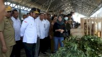 Cek Ketersediaan Sapi di NTB, Mentan Pastikan Pemasangan Eartag Sesuai SOP  