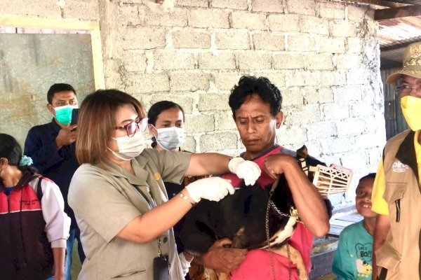 Tekan Penyebaran Virus, Kementan Lakukan Vaksinasi Massal Rabies di Timor Tengah Selatan