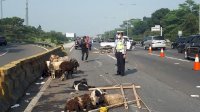 Pikap Pengangkut Hewan Kurban Kecelakaan di Tol Ngawi, Kambing Bergelimpangan di Jalan