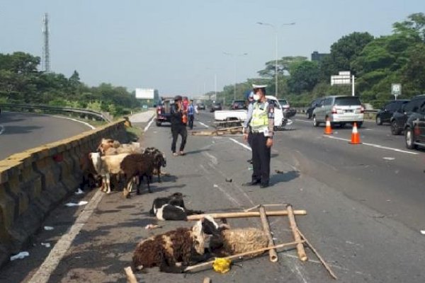 Pikap Pengangkut Hewan Kurban Kecelakaan di Tol Ngawi, Kambing Bergelimpangan di Jalan