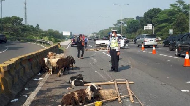 Kambing Bergelimpangan di Jalan. (F-INT)