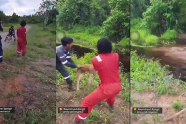 Kejam! Anjing Dilempar Hidup-hidup ke Rawa Tarakan, Langsung Lenyap Diterkam Buaya