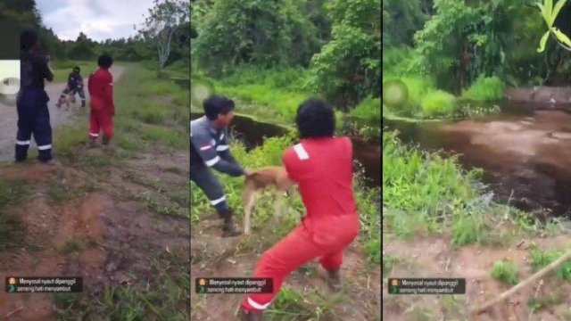 Anjing Dilempar Hidup-hidup Jadi Mangsa Buaya di Rawa Kaltara. (F-INT)