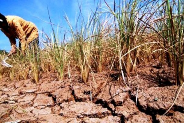 Ancaman El Nino Mengerikan, Gagal Panen hingga 6 Orang di Papua Meninggal Dunia