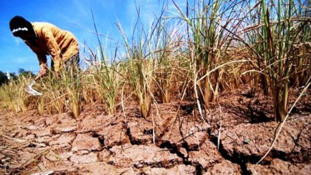 Ilustrasi Dampak El Nino.(F-INT)