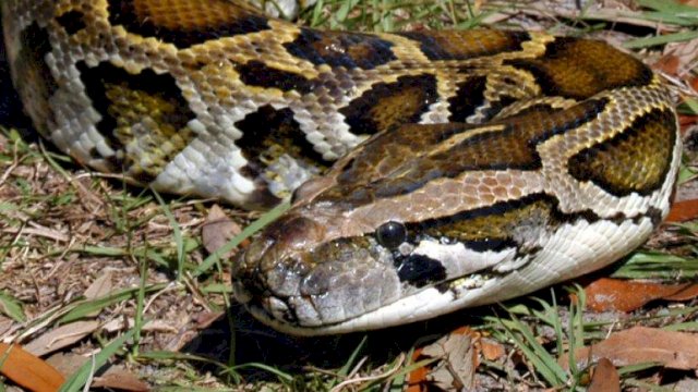 Tragis! Bocah SD Tewas Dililit Ular Piton Sepanjang 5 Meter, Sempat Dipeluk Nenek Tapi Berasa Licin