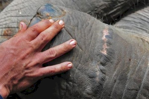 Gajah Sumatra Ditemukan Mati di Riau, Diduga Diracun