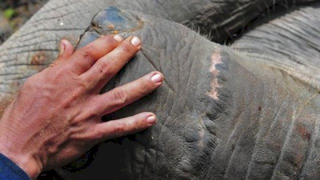 Ilustrasi gajah sumatera.(F-INT)