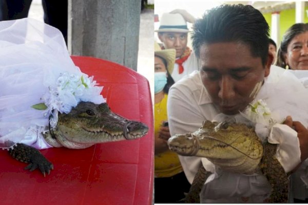 Waduh! Wali Kota di Meksiko Menikahi Buaya, Biar Apa?