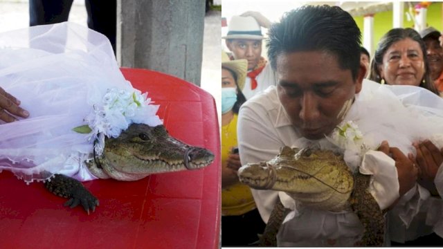 Wali Kota di Meksiko Menikahi Buaya. (F-INT)