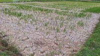 2 Jurus Kementan Selamatkan Petani Hadapi Kemarau Panjang