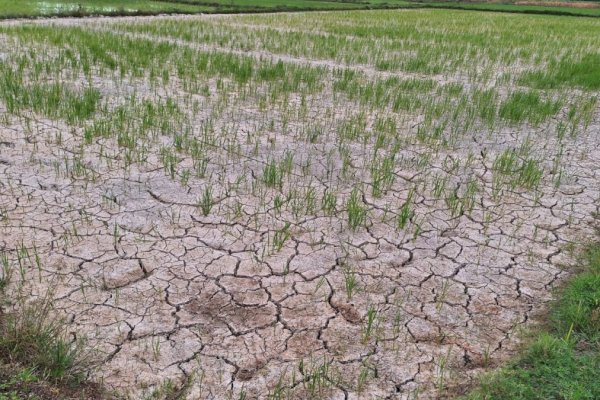 2 Jurus Kementan Selamatkan Petani Hadapi Kemarau Panjang