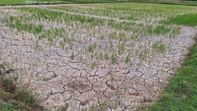 2 Jurus Kementan Selamatkan Petani Hadapi Kemarau Panjang