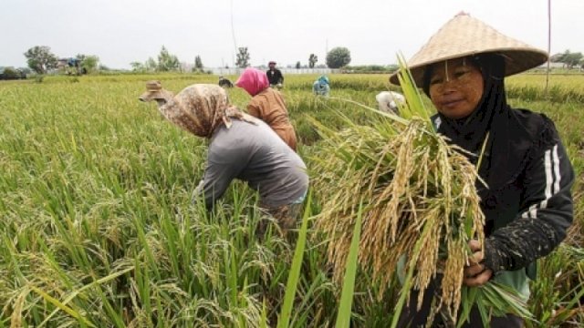 Kementan Ajak Petani Ikut Asuransi Usaha Tani, Ini Alasannya!