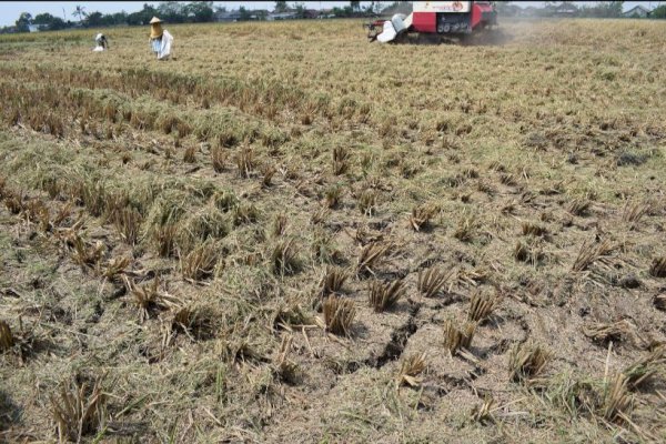 Hadapi El Nino, Ekonom Sarankan Petani Gunakan Asuransi Pertanian