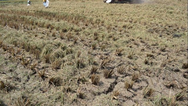 Hadapi El Nino, Ekonom Sarankan Petani Gunakan Asuransi Pertanian