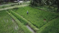 Dampak El Nino, Kementan Upayakan Pompanisasi untuk Selamatkan 250 Hektare Sawah