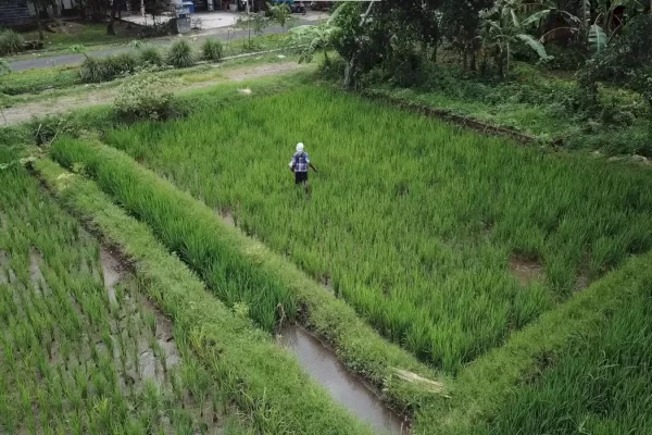 Dampak El Nino, Kementan Upayakan Pompanisasi untuk Selamatkan 250 Hektare Sawah