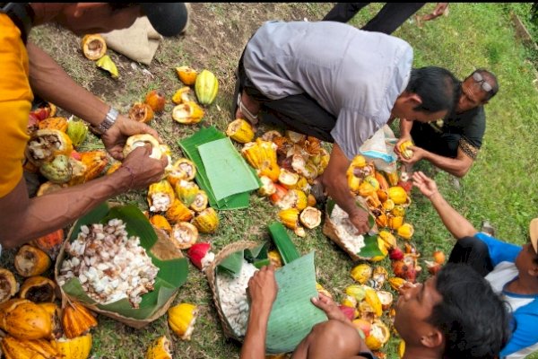 Tingkatkan Kualitas Biji Kakao, Petani Diminta Implementasikan Metode Fermentasi