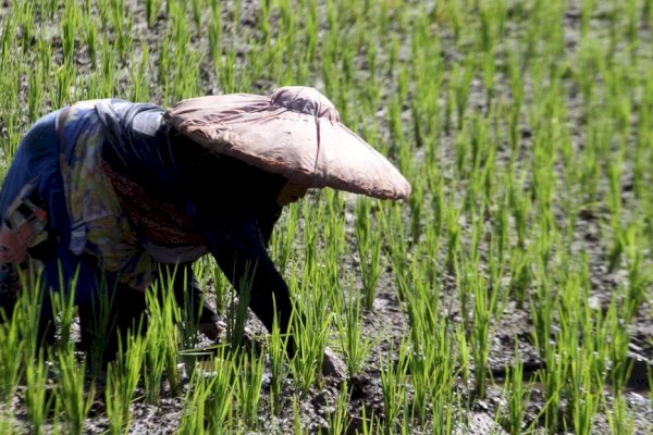 Data NTP dan NTUP Tinggi, Mentan Klaim Saat Ini Petani Sejahtera