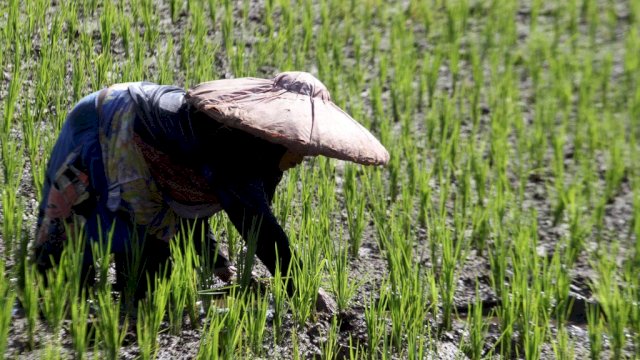 Data NTP dan NTUP Tinggi, Mentan Klaim Saat Ini Petani Sejahtera