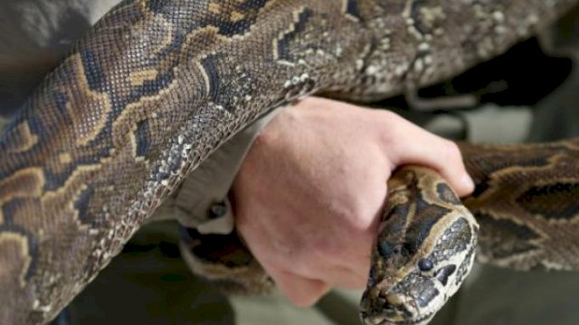 Ngeri! Ular Piton Raksasa Nyaris Telan Ibu Anak