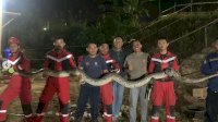 Masuk di Perumahan Warga, Anggota Damkar Makassar Berhasil Tangkap Ular Sanca Berukuran Besar