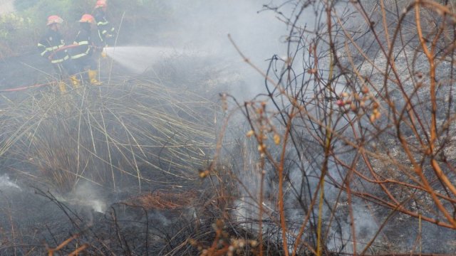 Antisipasi Dampak El Nino, BPBD Sulsel : Perhatikan Wilayah Rawan Kebakaran