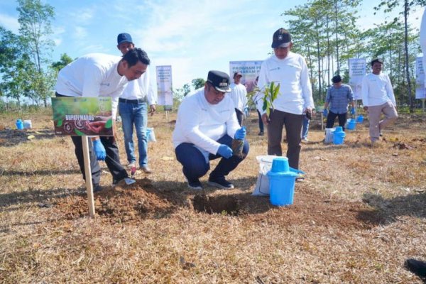 Peduli Lingkungan, Pemda Maros Bersama Pelindo Tanam 2500 Pohon Buah