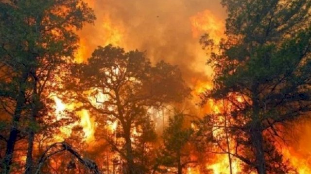 Diduga Gegara Puntung Rokok, Hutan di Cianjur Jabar Terbakar