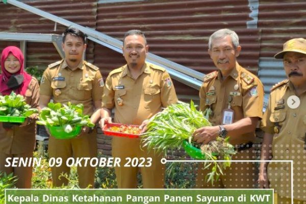 Kadis Ketahanan Pangan Hadiri Undangan Panen Sayuran