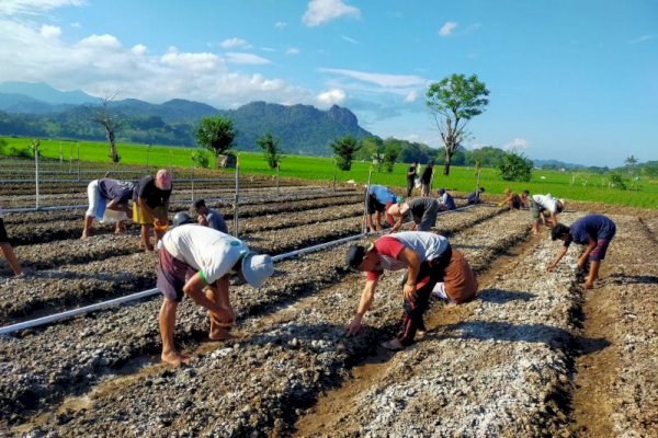 Bank Indonesia Beri Bantuan Bibit Bawang ke Kelompok Tani dan Kelompok Desa di Takalar