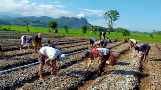 Bank Indonesia Beri Bantuan Bibit Bawang ke Kelompok Tani dan Kelompok Desa di Takalar