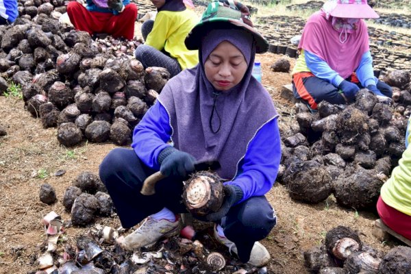 Buka Lapangan Kerja Baru, Warga Mare Dipekerjakan di Sentra Pembibitan Pisang Cavendish Bone