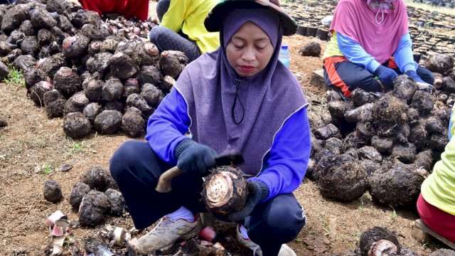 Buka Lapangan Kerja Baru, Warga Mare Dipekerjakan di Sentra Pembibitan Pisang Cavendish Bone
