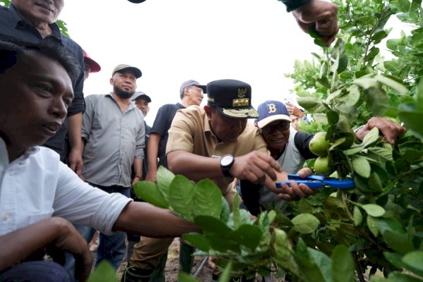 Usai Tanam Pisang, Waka DPRD Sulsel SAR Ajak Pj Gubernur Bahtiar Panen Lemon Sidenreng