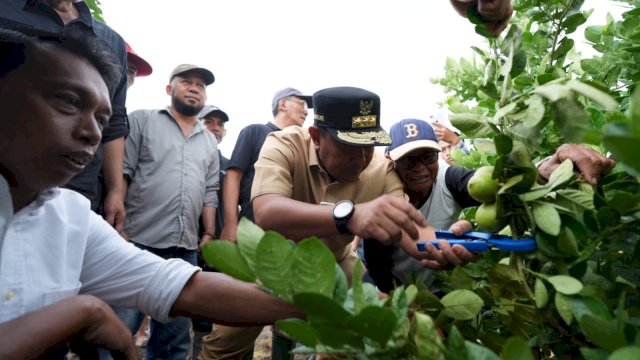 Usai Tanam Pisang, Waka DPRD Sulsel SAR Ajak Pj Gubernur Bahtiar Panen Lemon Sidenreng