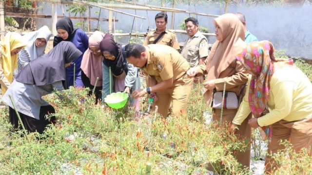 Mahyuddin Panen Cabai Bareng Kelompok Wanita Tani di Kelurahan Bangkala
