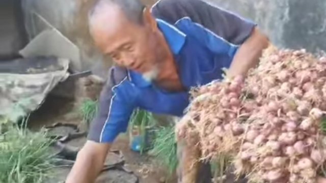Salut, Masyarakat DI Longwis Graha Sejahtera Manggala Panen Bawang Merah Hadil Budidaya